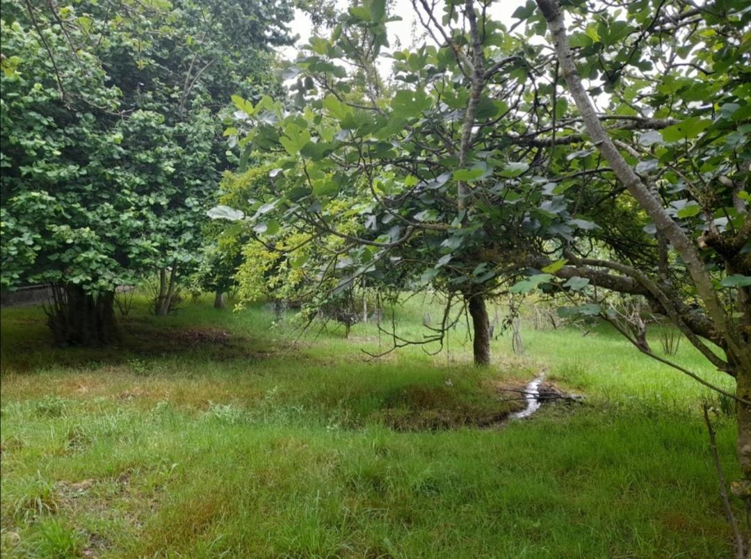 A Casa Dos Avos Villa Celanova Eksteriør billede